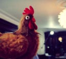 Chicken puppet
