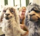 Two large llama monster puppets in the foreground, one white and one gray, with a smiling puppet designer between them in the background.