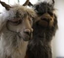 Two llama puppets indoors, with a white shaggy llama in sharp focus in the foreground and a darker gray llama blurred behind it.