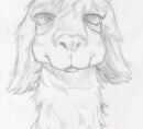 Pencil sketch of a llama-like creature’s face, shown front-on with small curled horns, shaggy fur, heavy eyelids, a rounded muzzle, and loose construction lines.