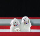 Finger puppets - puppies